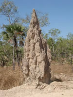 Termitenbau im Litchfield NP